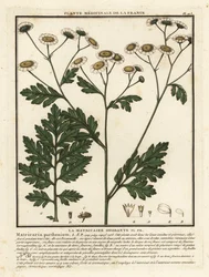 Feverfew, Tanacetum parthenium.