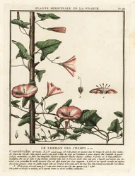 Åkerbinda, Convolvulus arvensis.