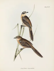 Finkar, c 1832-1836
