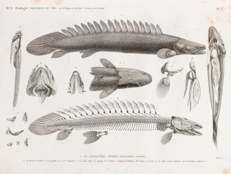 Fisk: Le Polyptere Bichir, anatomi