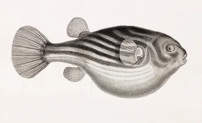 Fisk: Tetrodon, närbild
