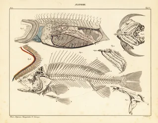 Fiskens anatomi som visar skelett, gälar, etc., 1841 (litografi)