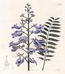 Flamboyant blue eller oyster tree - Trinidad ormbunksträd, Jacaranda mimosifolia (Ovalbladig jacaranda, Jacaranda ovalifolia). Handkolorerat kopparstick av Weddell efter en illustration av John Curtis från Samuel Curtis "Botanical Magazine", Londo