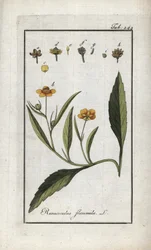 Flammig smörblomma eller liten vallgrav eller liten flamma (Ranunculus flammula). Litografi från "Afbeelding der Artseny-Gewassen" av Johannes Zorn (1739-1799), Nederländerna
