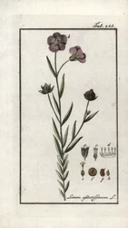 Linfrö (Linum usitatissimum). Litografi från "Afbeelding der Artseny-Gewassen" av Johannes Zorn (1739-1799), Nederländerna