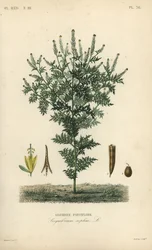 Sofiasenap, Descurainia sophia, Sisymbrium sophia, Sisybre parviflore