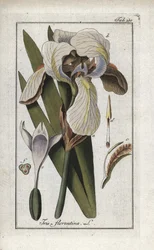 Florentinsk iris eller Florens iris (Iris florentina). Litografi från "Afbeelding der Artseny-Gewassen" av Johannes Zorn (1739-1799), Nederländerna