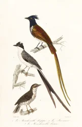 Flugsnappare och karibisk elaenia.
