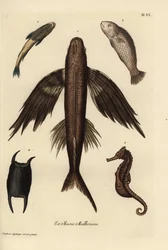 Flygfisk, Exocoetus volitans 1, sugfisk, Remora remora 2, barramundi, Lates calcarifer 3, fjäll 4, sjöhäst, Hippocampus species 5. Handkolorerat kopparstick efter en illustration av Christian Leinberger från Georg Wolfgang Knorrs Deliciae