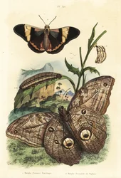 Skogsjätteugglefjäril, Caligo eurilochus 1 och Brassolis sophorae fjäril, puppa och larv 2