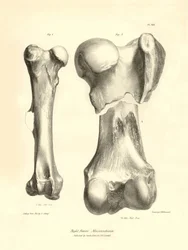 Fossila ben (femure) från det försvunna förhistoriska djuret Macrauchenia som beskrevs av Charles Darwin under hans expedition ombord på Beagle. Plansch från "The Zoology of the voyage of H.M.S. Beagle under befäl av kapten Fitzroy under åren 1832