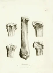 Fossila ben (metatarse och metacarp) från det försvunna förhistoriska djuret Macrauchenia som beskrevs av Charles Darwin under hans expedition ombord på Beagle. Plansch från "The Zoology of the voyage of H.M.S. Beagle under befäl av kapten Fitzroy under
