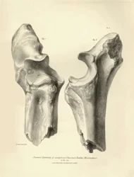 Fossila ben (armbåge och strålben) från det försvunna förhistoriska djuret Macrauchenia som beskrevs av Charles Darwin under hans expedition ombord på Beagle. Plansch från "The Zoology of the voyage of H.M.S. Beagle under befäl av kapten Fitzroy under år