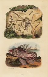 Fossil skelett av en utdöd pterodactyl, Pterodactylus antiquus och röd lejonfisk, Pterois volitans