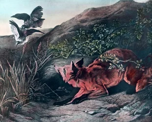 Räv