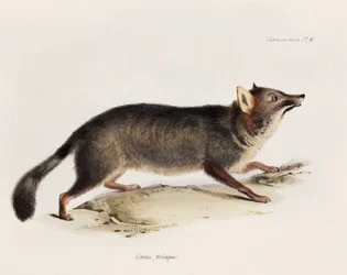 Fox, Chile, ca 1832-1836