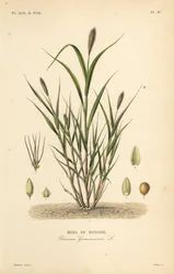 Foxtail hirs eller italiensk hirs, Setaria italica, Panicum germanicum, Moha de Hongrie