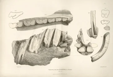 Fragment av käke och tänder från Toxodon, ett förhistoriskt djur, som hittades av Charles Darwin nära Montevideo, Uruguay, under hans upptäcktsresa ombord på Beagle. Zoologin från resan med H.M.S. Beagle under befäl av kapten Fitzroy under åren