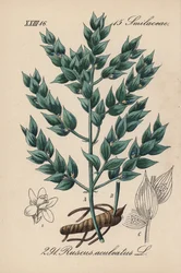 Fragon Falsk järnek eller Liten järnek - Slaktginst, Ruscus aculeatus. Handkolorerad litografi från Diederich von Schlechtendals tyska flora (Flora von Deutschland), Jena