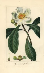 Franklin-träd, Franklinia alatamaha, inhemskt i Amerika, utdött i vilt tillstånd. Handkolorerad stickelgravyr på koppar av Barrois efter en botanisk illustration av Pancrace Bessa från Mordant de Launays "Herbier General de l