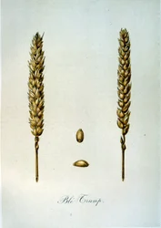 Fransk 1800-talsillustration av majskolvar