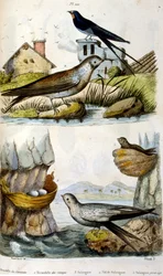 Fransk. Illustration i färg. daterad ca 1884. föreställande flod- och kustfåglar