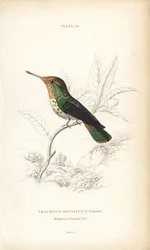 Frillad kokett, Lophornis magnificus, hona (Magnifik kolibri, Trochilus magnificus). Handkolorerad stålgravyr av William Lizars från Sir William Jardine