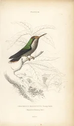 Frillad kokett, Lophornis magnificus, ung hane (Magnifik kolibri, Trochilus magnificus). Handkolorerad stålgravyr av William Lizars från Sir William Jardine