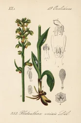 Grodorkidé - Grodorkidé, Dactylorhiza viridis (Platanthera viridis). Handkolorerad litografi från Diederich von Schlechtendals tyska flora (Flora von Deutschland), Jena
