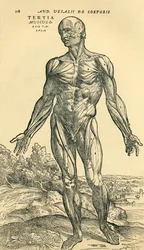 Framsidan av den manliga människokroppen, en anatomisk studie som ursprungligen publicerades i De Humani Corporis Fabrica Libri Septem (om människokroppens tyg i sju böcker) av Andreas Vesalius, publicerad Basel