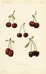 Frukter, stenfrukter