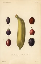 Frukter, stenfrukter