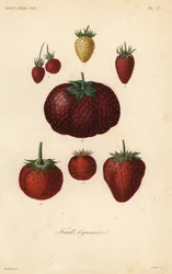 Frukter, frukter legumieres