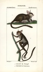 Galago du Senegal och tarsier de Daubenton - Eau forte av Jean Gabriel Pretre (1780-1845), graverad av Carnonkel, för Dictionary of Natural Sciences: Mammals av Frederic Cuvier, redigerad av Pierre Jean Francois Turpin (1775-1840), utgiven av F.G.Levrau