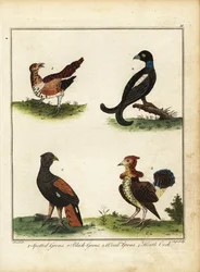 Viltfåglar: fläckig skogshöna, orre, tjäder, ljungtupp. 1792