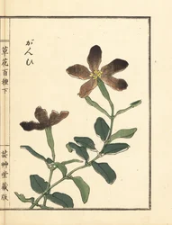 Ganpi eller fångstfluga, Lychnis species (silene) Handkolorerat träsnitt av Kono Bairei från Kusa Bana Hyakushu (Hundra olika sorters blommor).