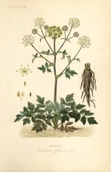 Trädgårdsängel eller vildselleri, Angelica archangelica, Archangelica officinalis, Angelique