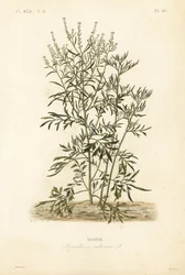 Trädgårdskrasse, senap och krasse eller pepparört, Lepidium sativum, Nasitor
