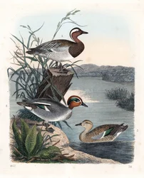Garganay - sommar kricka - Anas querquedula 1, och vanlig kricka - vinter kricka - Anas crecca, hane 2, och hona 3. Handkolorerad litografi från Carl Hoffmanns Världsbok, Stuttgart