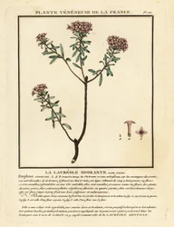 Garlandblomma, Daphne cneorum.