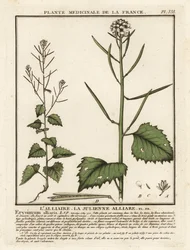 Vitlökssenap, Alliaria petiolata.