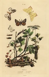 Geometer nattfjärilar