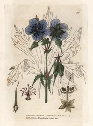 Geranium of the Pres. Färgat kopparstick efter en teckning av Isaac Russell från William Baxters bok "English Botanical Phenomenes"