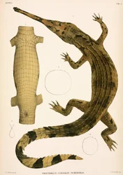 Gharial, Indonesien