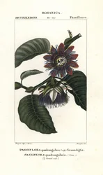 Jättegranadilla