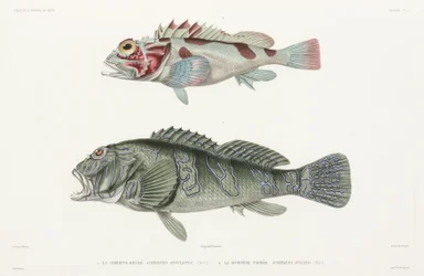 Jätte hökfisk och skorpionfisk