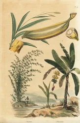 Jätte taggig bambuväxt, Bambusa bambos (Bambos arundinacea) och bananträd med frukt och tvärsnitt, Musa paradisiaca