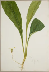 Ingefära
