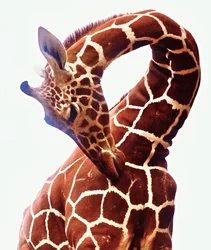 Giraffe, Sarara, 2017 (Foto)
