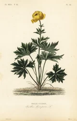 Globeflower, Trollius europaeus, Trollie d